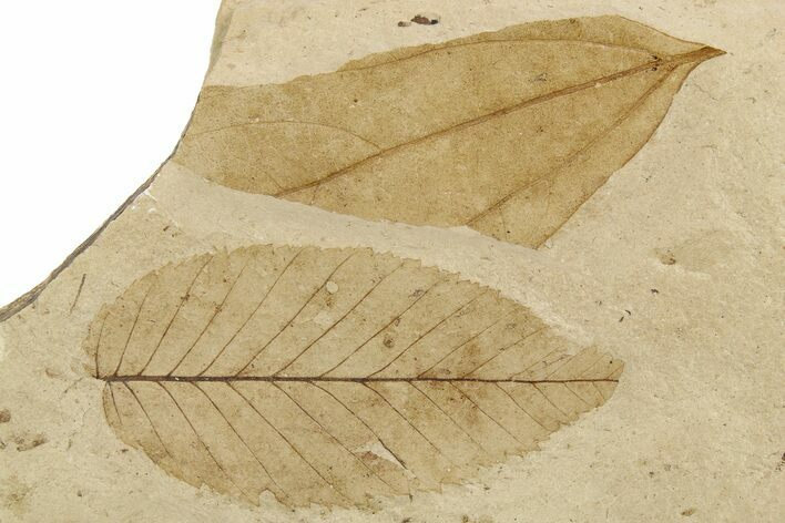 Two Oligocene Fossil Leaves - France #254357